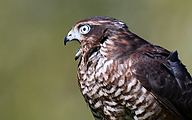 1 Eurasian sparrowhawk (Accipiter nisus)